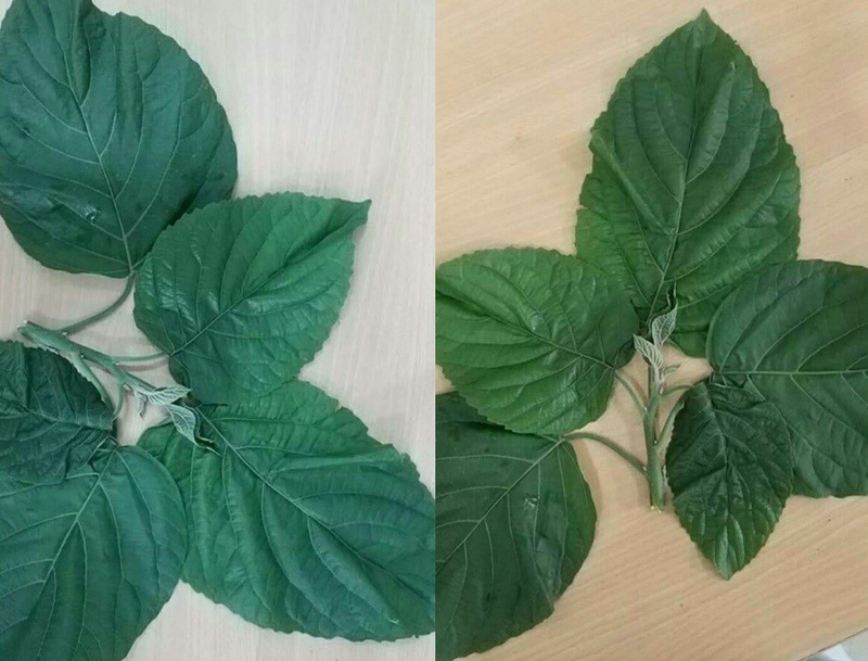 Gia đình dùng lá lộc mại chữa tiêu chảy, trẻ bị tan máu cấp