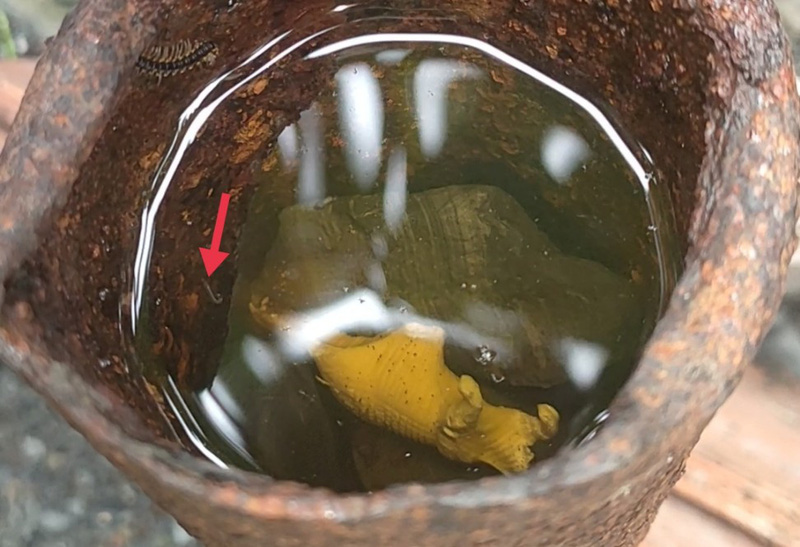 TP. Hồ Chí Minh: Xử lý triệt để 51 điểm nguy cơ gây bệnh sốt xuất huyết được phản ánh qua ứng dụng "Y tế trực truyến"