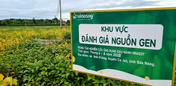 Triển vọng mới cho cây đậu nành Việt Nam