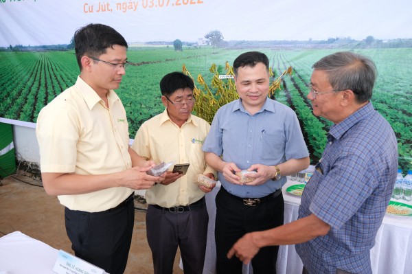 Triển vọng mới cho cây đậu nành Việt Nam