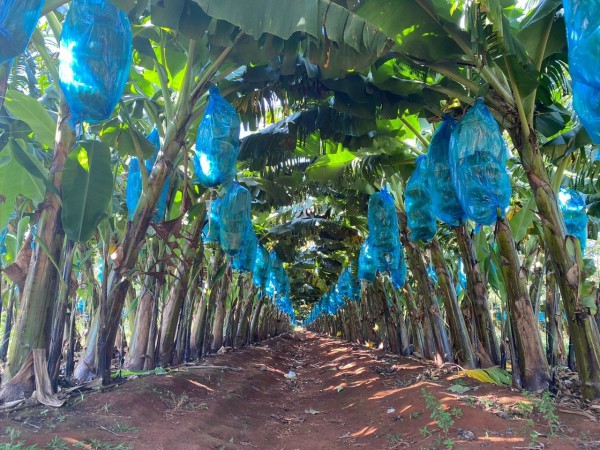 Vì sao bầu Đức lãi khủng?