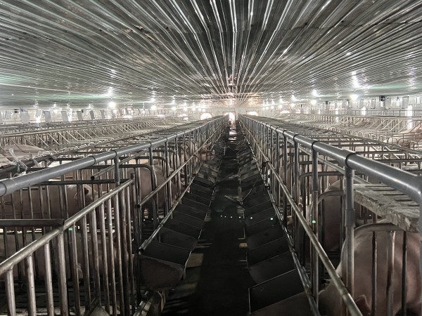 Vì sao bầu Đức lãi khủng: Sở hữu vườn sầu riêng lớn nhất thế giới