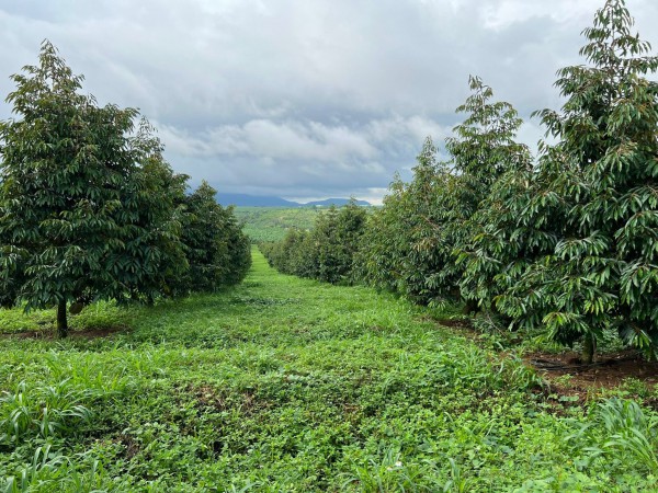 Vì sao bầu Đức lãi khủng: Sở hữu vườn sầu riêng lớn nhất thế giới