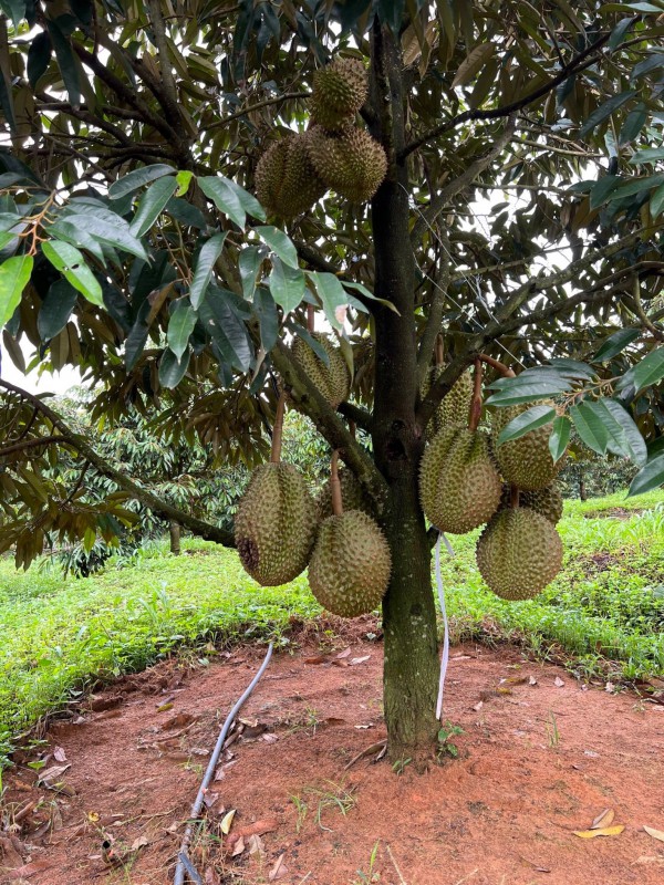 Vì sao bầu Đức lãi khủng: Sở hữu vườn sầu riêng lớn nhất thế giới