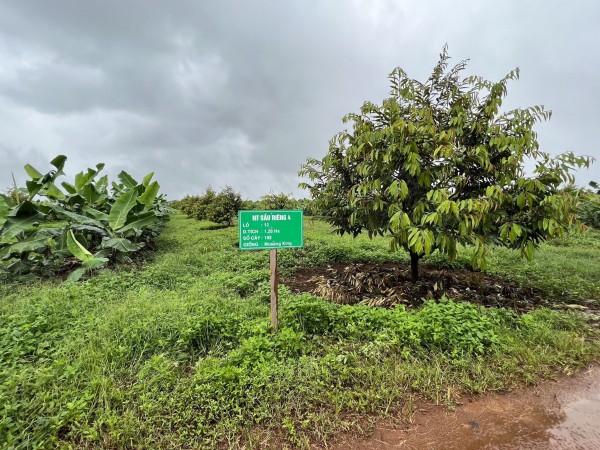 Vì sao bầu Đức lãi khủng: Sở hữu vườn sầu riêng lớn nhất thế giới