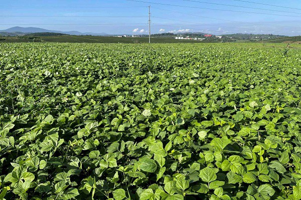 Vinamilk - Doanh nghiệp duy nhất trong ngành sữa nhận Giải thưởng Môi trường Việt Nam