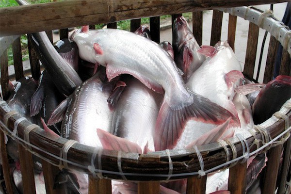 Động lực nào giúp doanh nghiệp thủy sản lãi kỷ lục?