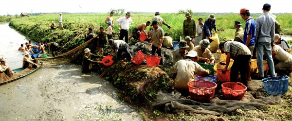 Ăn cá rô đồng, nhớ mưa…