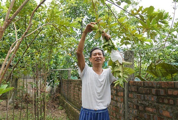 Gặp người giữ hồn những gốc ổi Bo