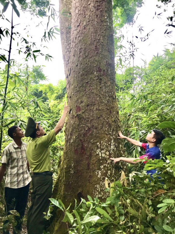 Bắc Giang: Khám phá khu rừng thiêng làng Đá Húc ở Lục Nam