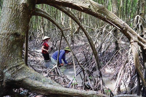 Khu dự trữ sinh quyển thế giới Mũi Cà Mau là nơi có nhiều hệ sinh thái đặc trưng điển hình