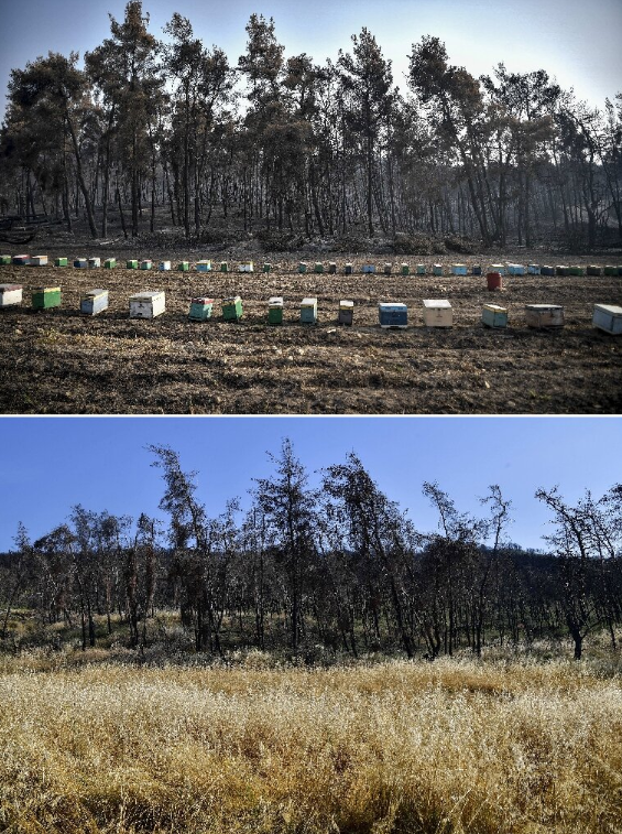 Hòn đảo đẹp tựa thiên đường, nơi sản xuất mật ong hảo hạng bỗng thay đổi hoàn toàn sau thảm họa thiên nhiên - Ảnh 7.