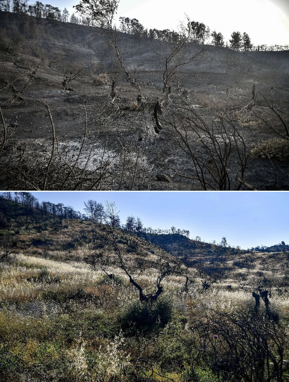 Hòn đảo đẹp tựa thiên đường, nơi sản xuất mật ong hảo hạng bỗng thay đổi hoàn toàn sau thảm họa thiên nhiên - Ảnh 8.