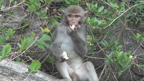 Mẹ Út của đàn khỉ hoang