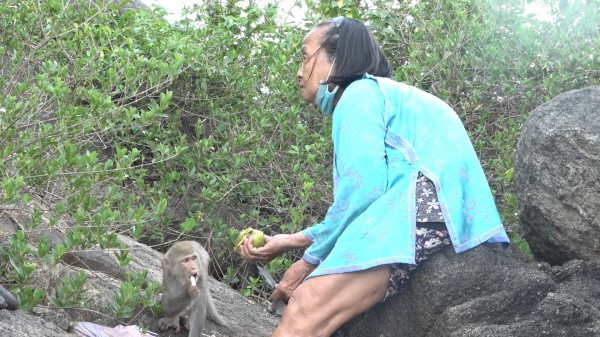 Mẹ Út của đàn khỉ hoang