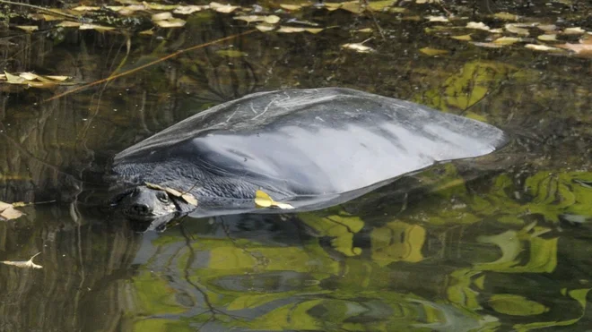 220902060100-yangtze-giant-softshell-turtle-141105