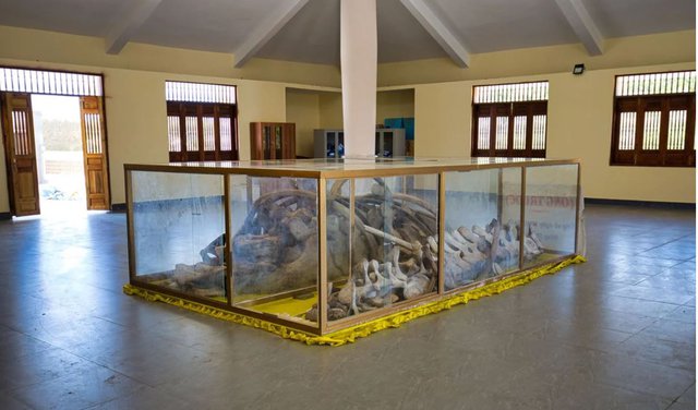 Khám phá đền thờ cá voi của Việt Nam - Ảnh 2.