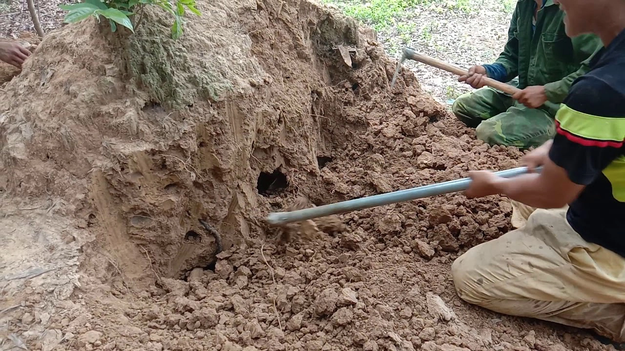 Loại nấm đen nhìn y hệt trứng bắc thảo, giá cao nhưng vẫn nhiều người mua