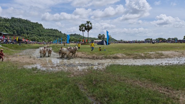 Sôi nổi lễ hội đua bò Bảy Núi An Giang