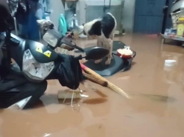 Bình Phước: Lũ lụt gây ngập úng hàng trăm ha cây trồng, nhiều hộ dân bị mắc kẹt