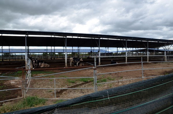 Bình Thuận thu hồi dự án ngàn tỉ nuôi bò công nghệ cao