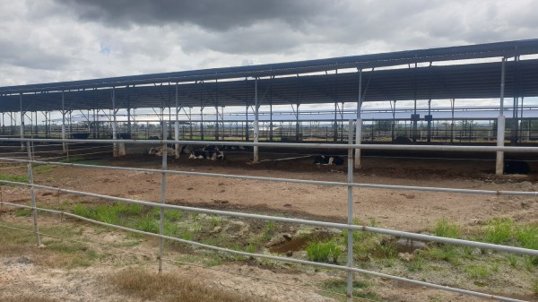 Bình Thuận thu hồi dự án ngàn tỉ nuôi bò công nghệ cao