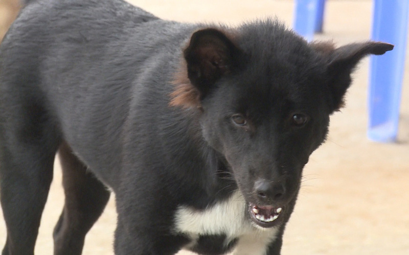 Cả nước ghi nhận 40 ca tử vong do bệnh dại