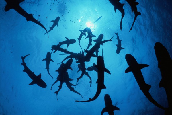 Chiến lược đại dương xanh: (Kỳ 3) Một chiến lược rất khó