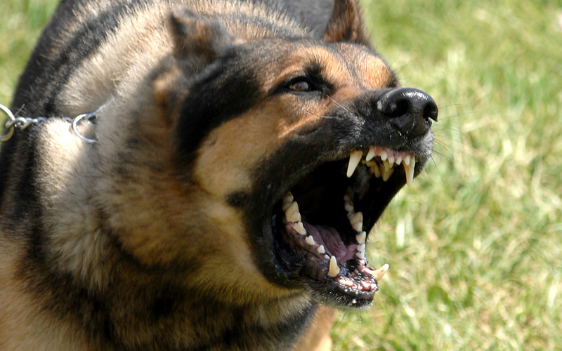 Nhiều trẻ bị chó cắn nhập viện