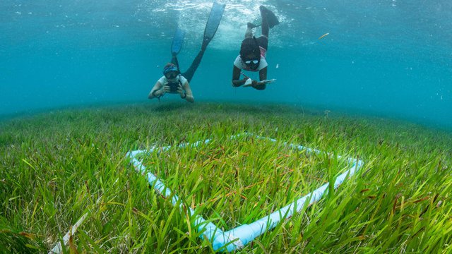 Những khu nghỉ dưỡng ở Maldives đi tiên phong cho mô hình du lịch bền vững - Ảnh 1.