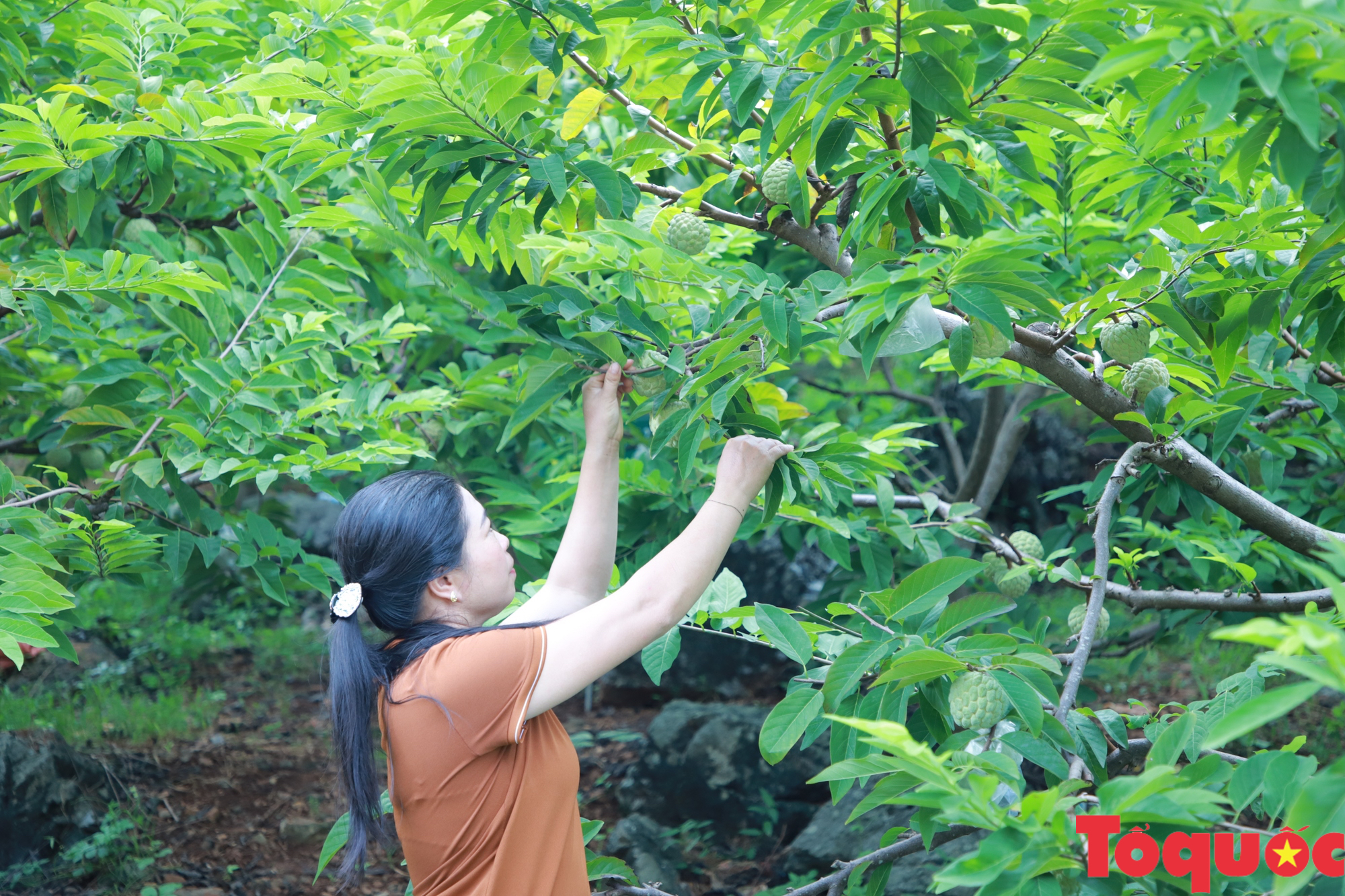 Phát triển nông nghiệp gắn với du lịch: Động lực mới trong giảm nghèo bền vững tại Võ Nhai - Ảnh 5.