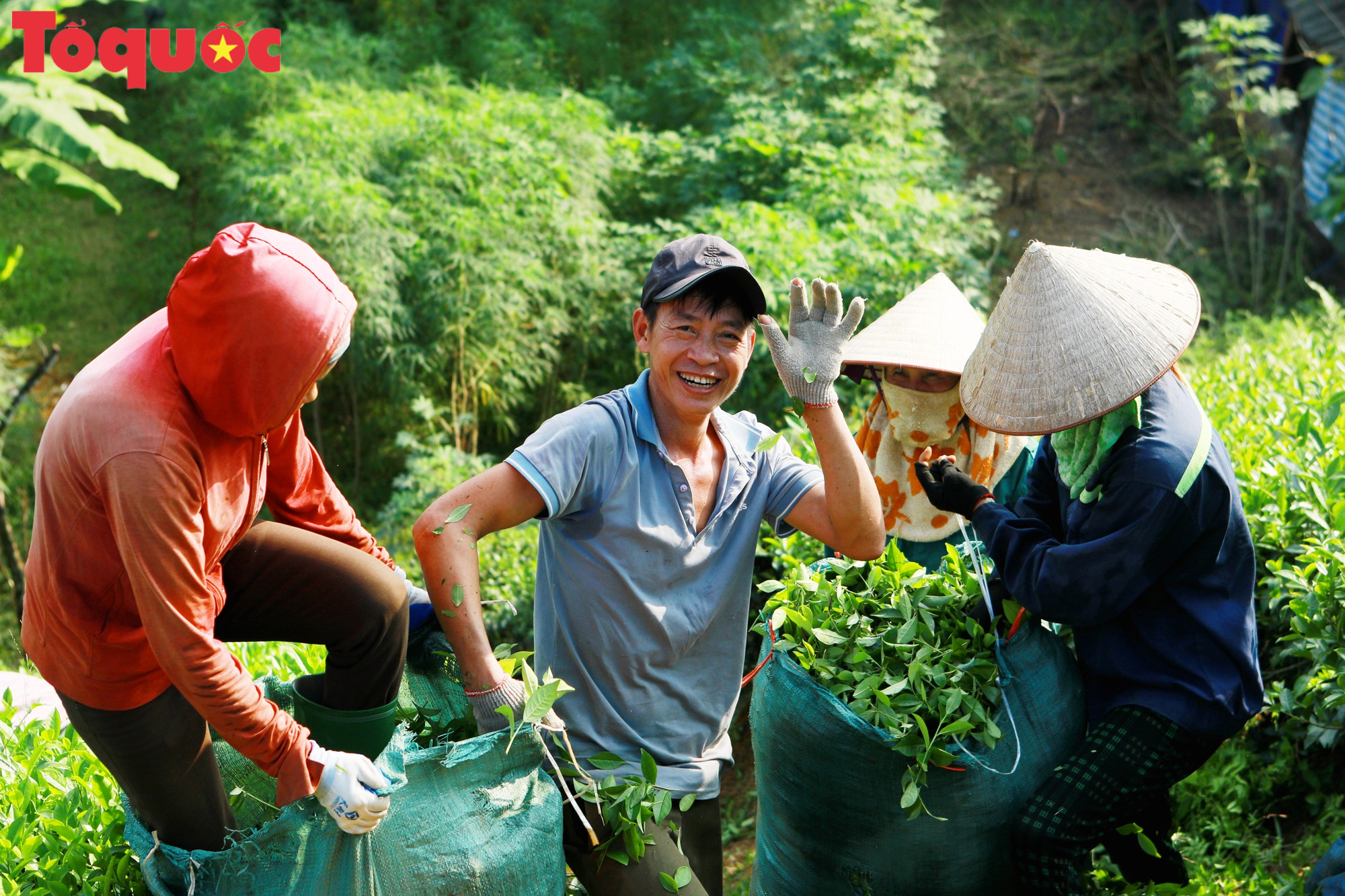 Cây chè Long Cốc tiềm năng phát triển du lịch và kinh tế  - Ảnh 11.