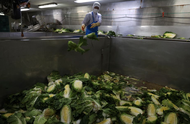 Hàn Quốc sắp xây 2 siêu kho dự trữ cải thảo  - Ảnh 2.