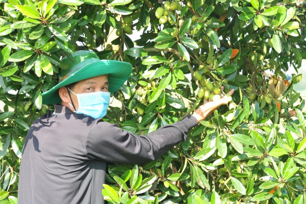 Những loại cây trái dân dã đầy ắp tuổi thơ của người miền Tây