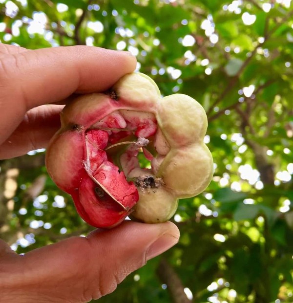 Những loại cây trái dân dã đầy ắp tuổi thơ của người miền Tây
