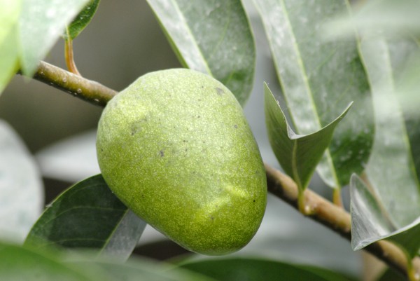 Những loại cây trái dân dã đầy ắp tuổi thơ của người miền Tây