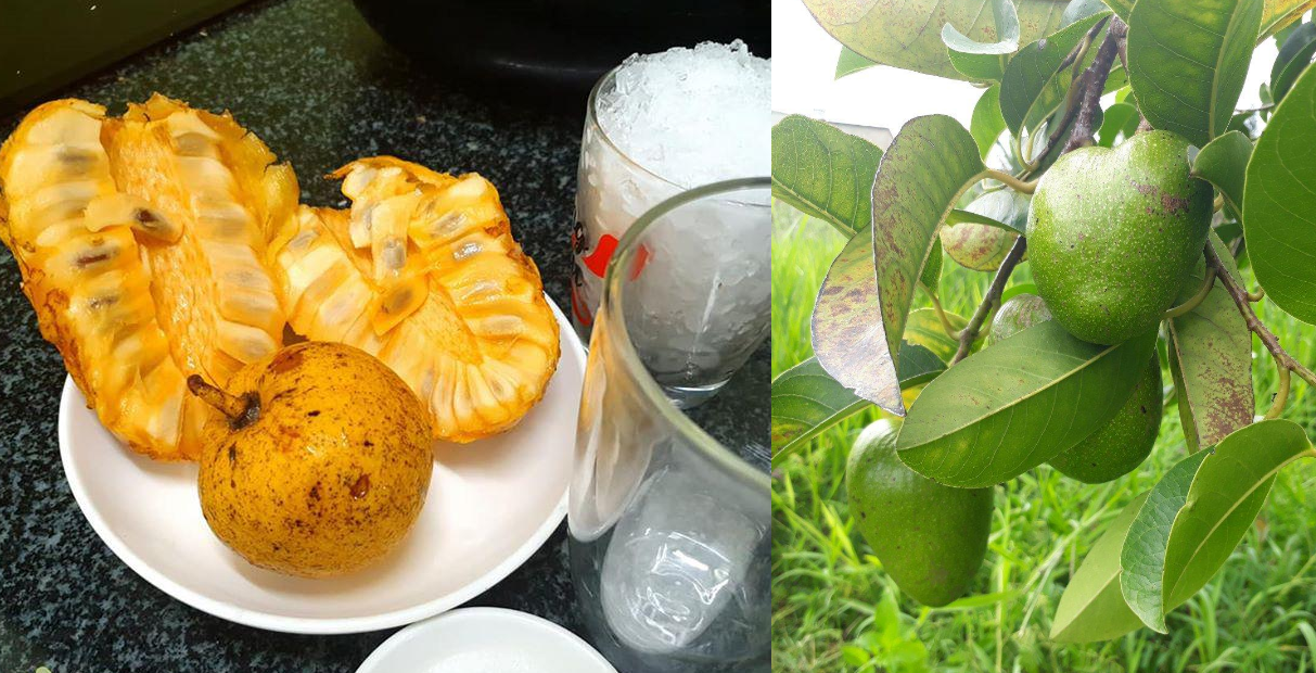 Những loại cây trái dân dã đầy ắp tuổi thơ của người miền Tây