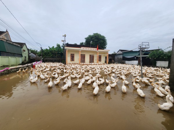 Nghệ An: Người dân vùng lũ tất tả ‘chạy lụt’ Nghệ An: Người dân vùng lũ tất tả ‘chạy lụt’