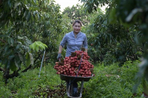 Thủ phủ vải thiều Lục Ngạn có gì hấp dẫn khi dẫn đầu tăng trưởng kinh tế?