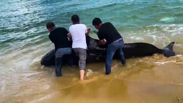 Quảng Ngãi: Giải cứu cá voi dài 3 m trôi dạt vào bờ biển