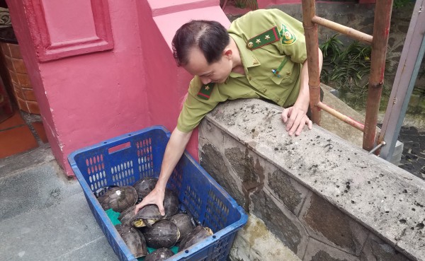 TP.HCM: Chùa Phước Hải bàn giao kiểm lâm hàng chục con rùa quý hiếm