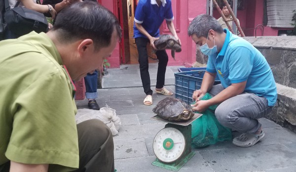 TP.HCM: Chùa Phước Hải bàn giao kiểm lâm hàng chục con rùa quý hiếm