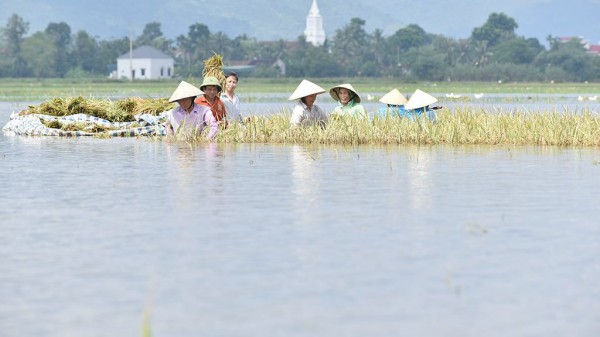 Thanh Hóa: Người dân Nông Cống bì bõm vớt lúa úng
