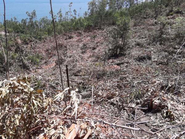 Bình Định: Kiểm tra việc khai thác bạch đàn tại thắng cảnh Ghềnh Ráng Bình Định: Kiểm tra việc khai thác bạch đàn tại thắng cảnh Ghềnh Ráng