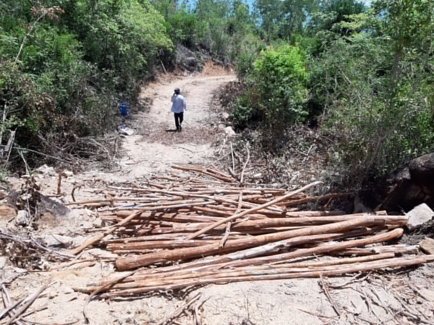 Bình Định: Kiểm tra việc khai thác bạch đàn tại thắng cảnh Ghềnh Ráng Bình Định: Kiểm tra việc khai thác bạch đàn tại thắng cảnh Ghềnh Ráng