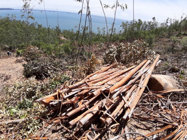 Bình Định: Kiểm tra việc khai thác bạch đàn tại thắng cảnh Ghềnh Ráng Bình Định: Kiểm tra việc khai thác bạch đàn tại thắng cảnh Ghềnh Ráng