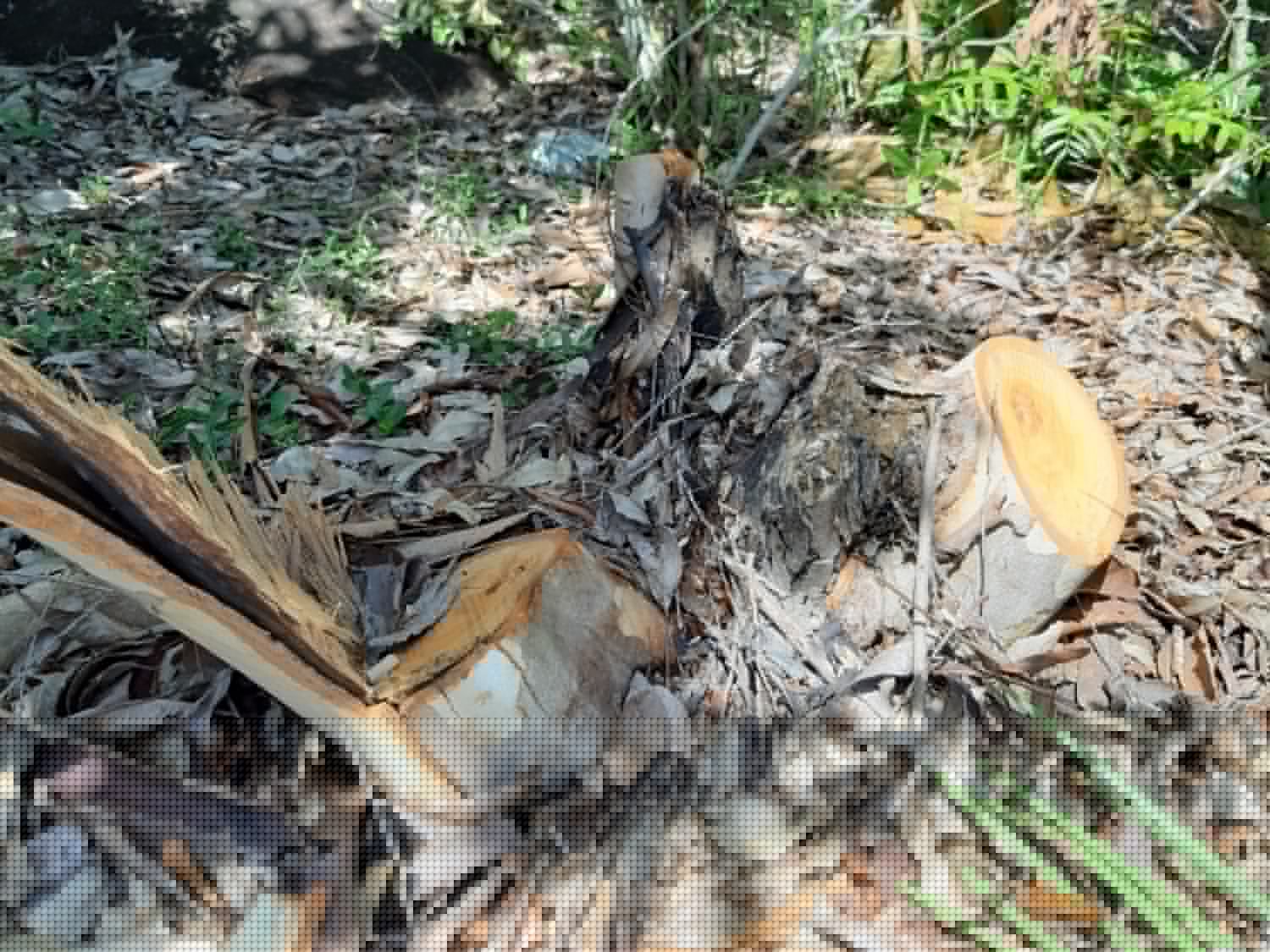 Bình Định: Kiểm tra việc khai thác bạch đàn tại thắng cảnh Ghềnh Ráng Bình Định: Kiểm tra việc khai thác bạch đàn tại thắng cảnh Ghềnh Ráng