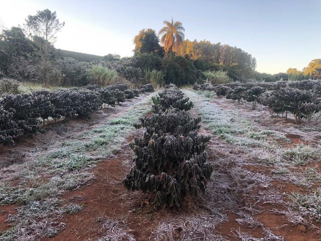 Thức uống mỗi ngày của người dân châu Âu bỗng hóa thành 'thứ xa xỉ', buộc họ phải thay đổi thói quen - Ảnh 2.