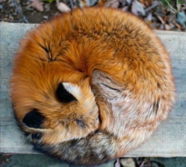 Mãn nhãn trước những bức ảnh hoàn hảo và đúng thời điểm