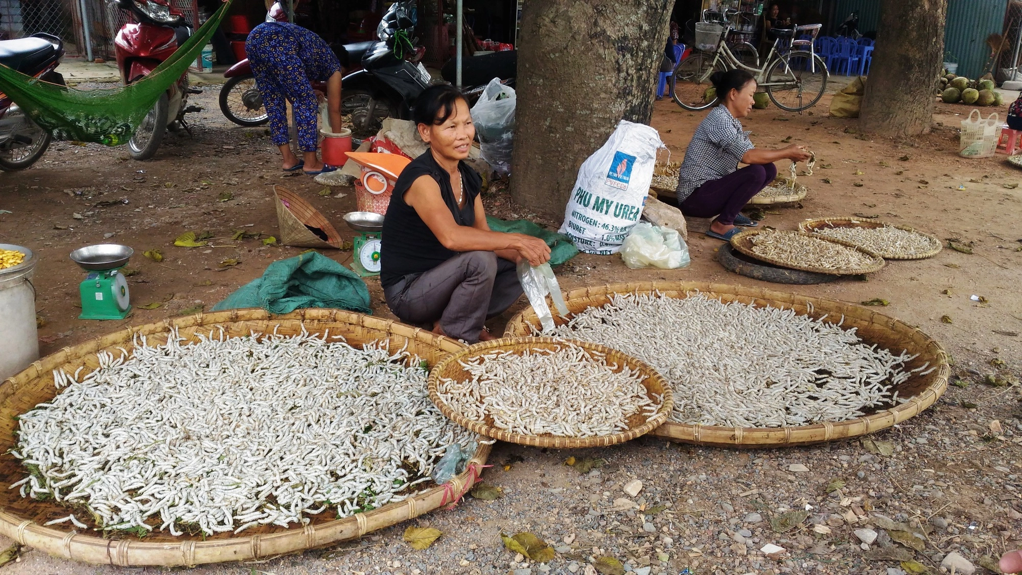 Đặc sản nổi tiếng ở Phú Thọ giá 150 nghìn/kg, ăn có vị bùi, béo ngậy và bổ dưỡng